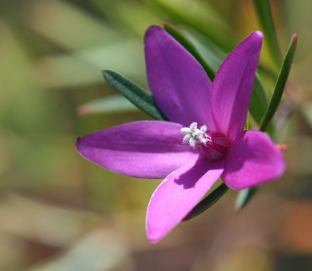 Crowea exalata