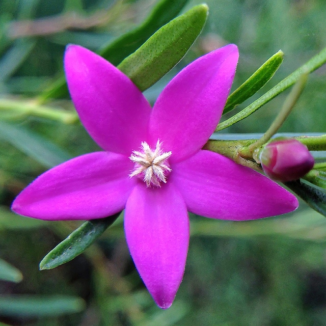 Crowea exalata