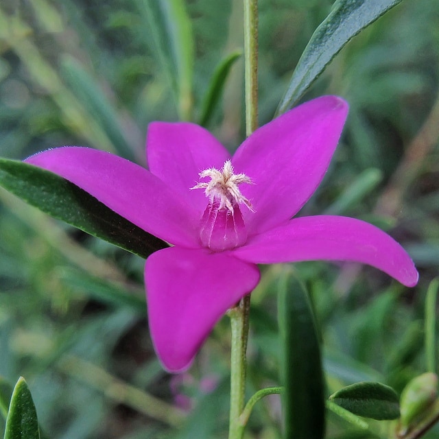 Crowea exalata