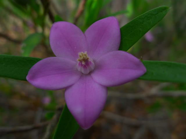 Crowea saligna (Crowea saligna)