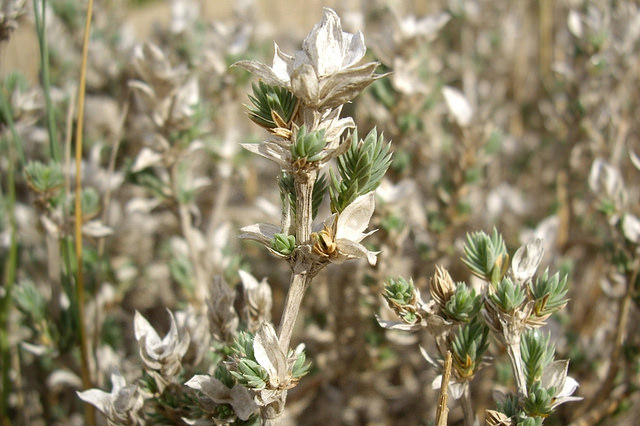 Crucianelle maritime (Crucianella maritima)