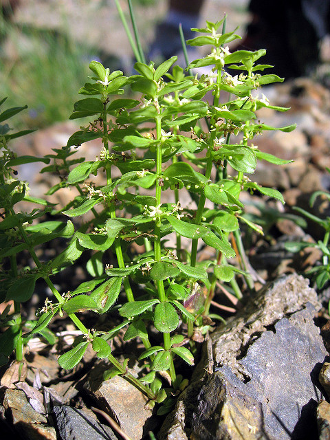 Croisette de printemps (Cruciata glabra)