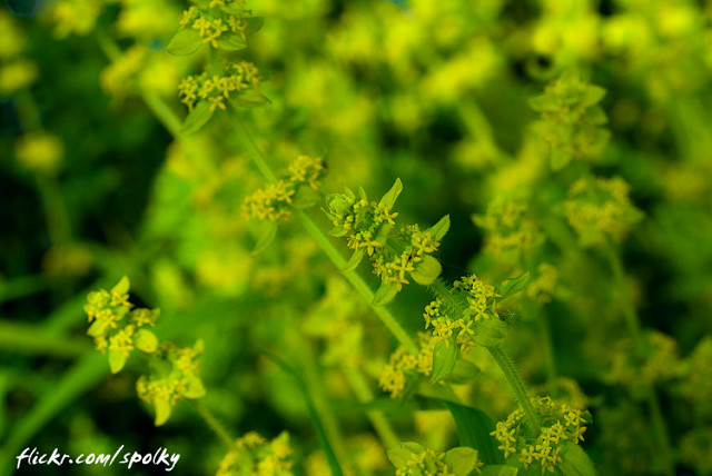 Croisette commune (Cruciata laevipes)