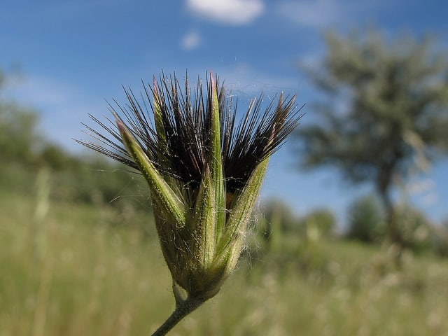 Crupine commune (Crupina vulgaris)