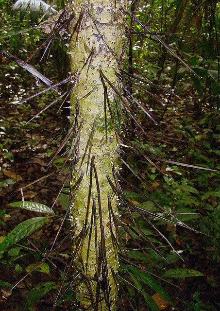 Cryosophila warscewiczii