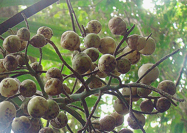 Cryosophila warscewiczii