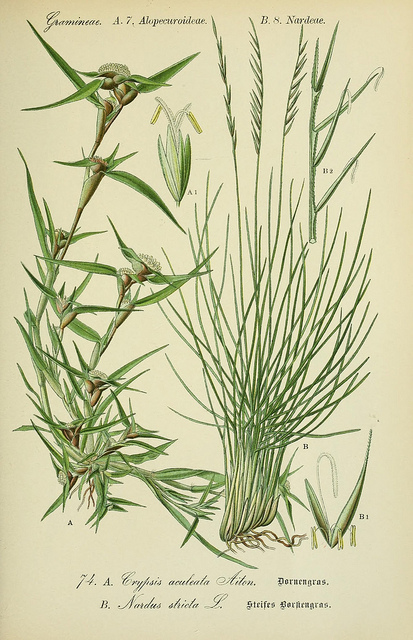 Crypside piquante (Crypsis aculeata)