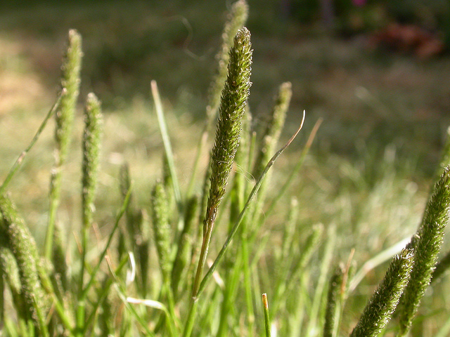 Crypse faux vulpin (Crypsis alopecuroides)
