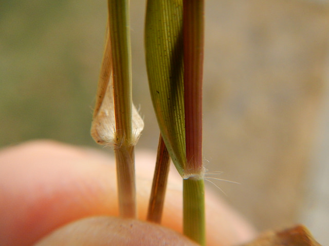 Crypside faux choin (Crypsis schoenoides)