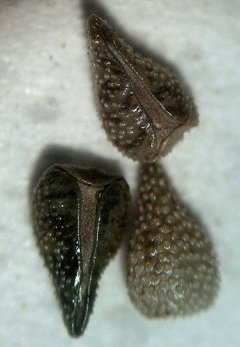 Cryptantha barbigera