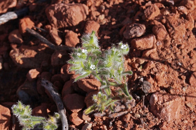 Cryptantha barbigera