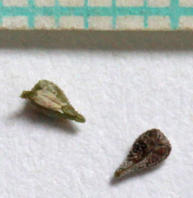 Cryptantha barbigera