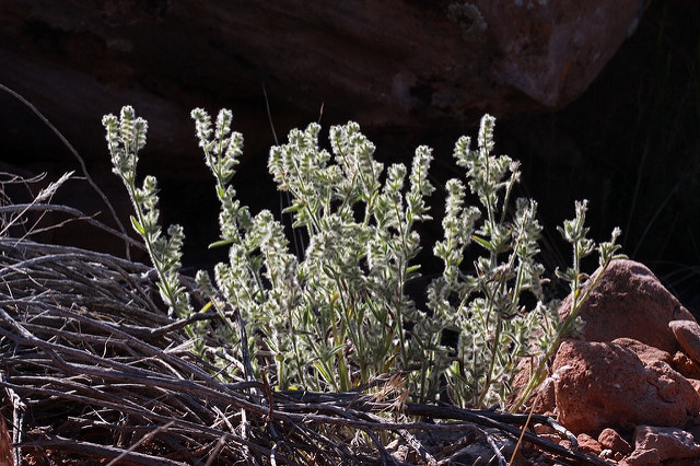 Cryptantha barbigera