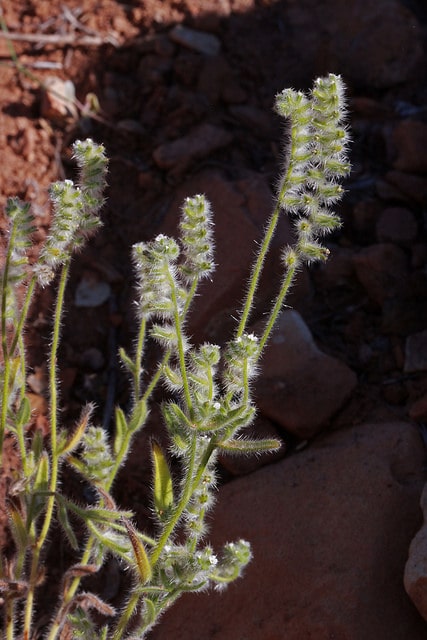 Cryptantha barbigera