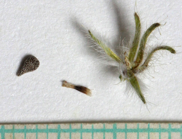 Cryptantha barbigera