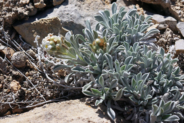 Cryptantha compacta