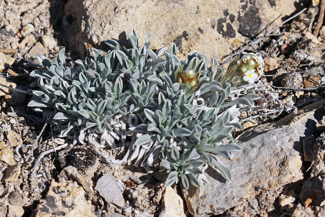 Cryptantha compacta