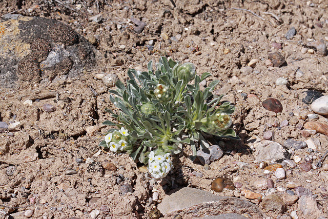 Cryptantha compacta