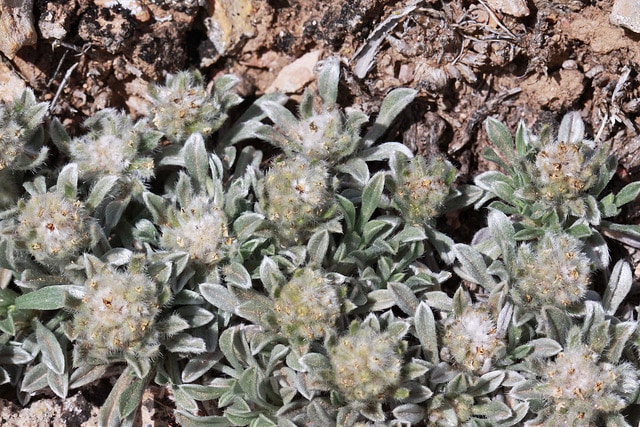 Cryptantha compacta