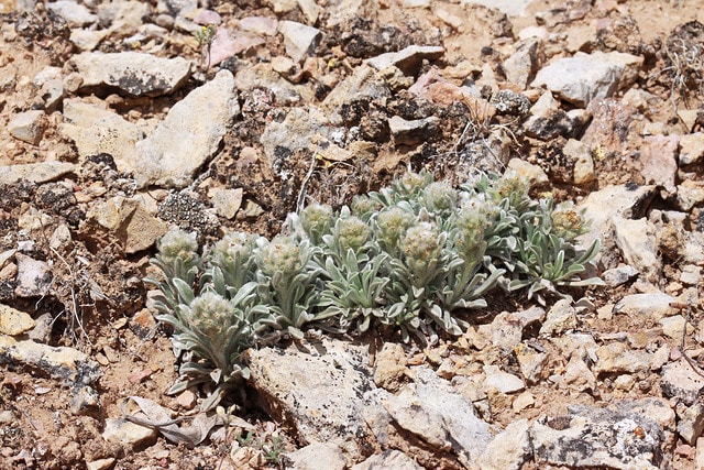 Cryptantha compacta (Cryptantha compacta)