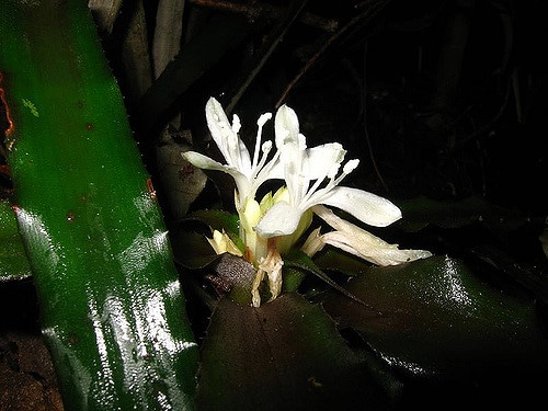 Cryptanthus acaulis