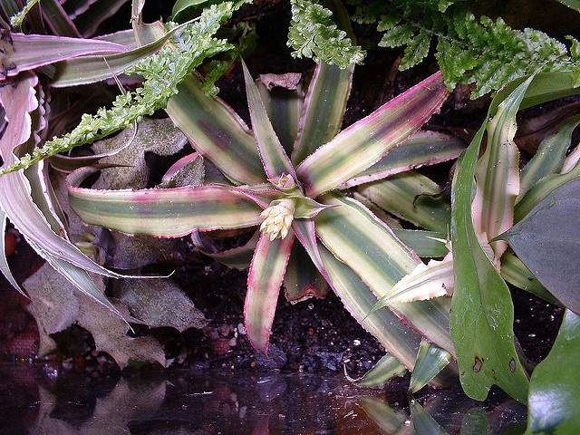 Cryptanthus acaulis