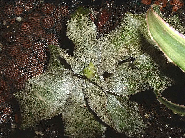 Cryptanthus acaulis