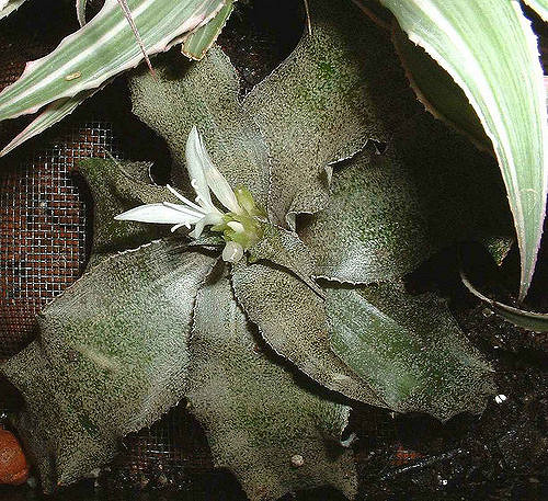 Cryptanthus acaulis (Cryptanthus acaulis)