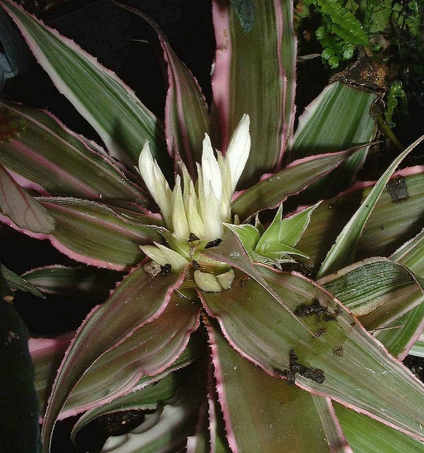 Cryptanthus bivittatus