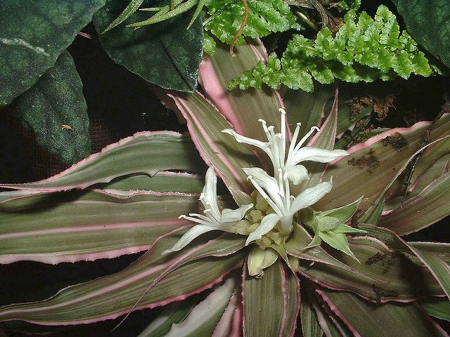 Cryptanthus bivittatus (Cryptanthus bivittatus)