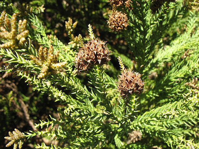 Cryptomeria