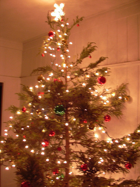 Cryptomeria