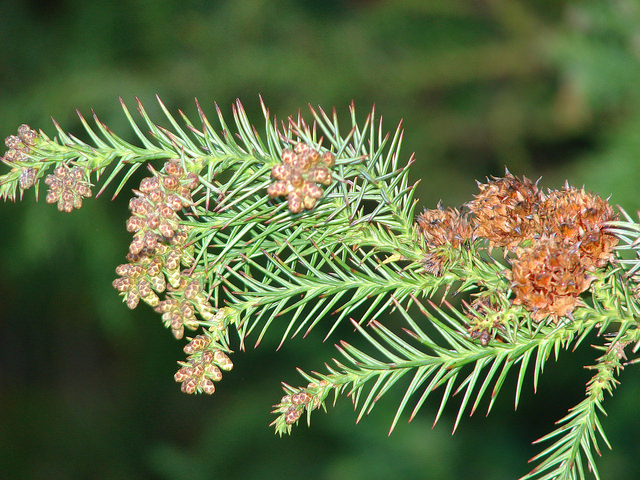 Cryptomeria