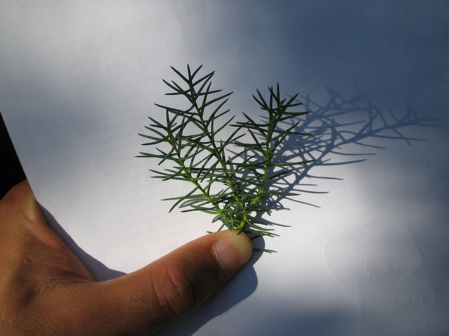 Cryptomeria (Cryptomeria japonica)
