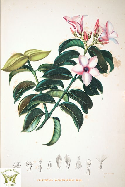 Cryptostegia grandiflora
