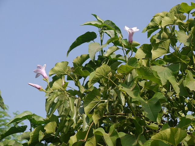 Cryptostegia grandiflora