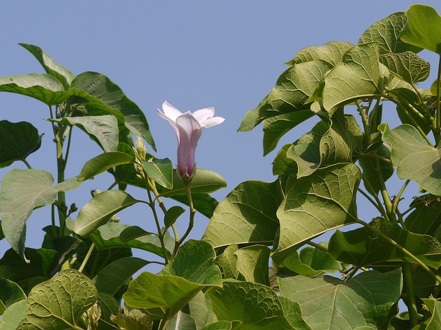Cryptostegia grandiflora