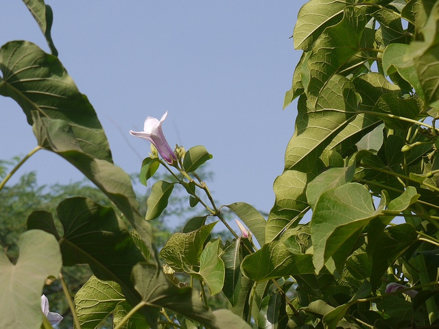 Cryptostegia grandiflora