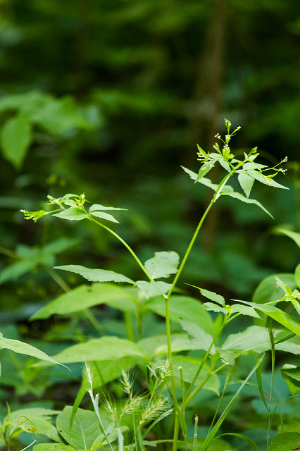 Cryptotaenia canadensis