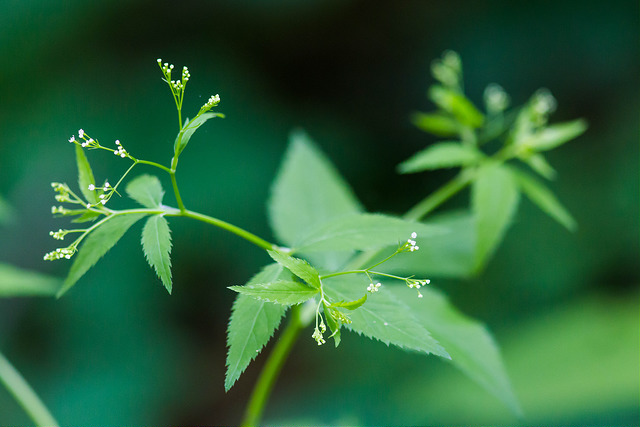 Cryptotaenia canadensis