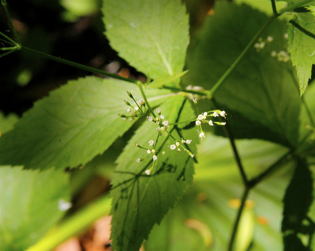 Cryptotaenia canadensis