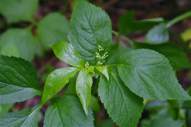 Cryptotaenia canadensis