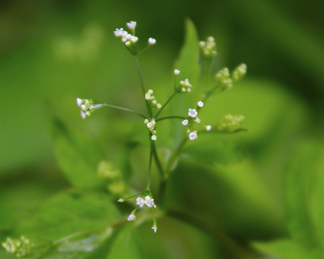 Cryptotaenia canadensis