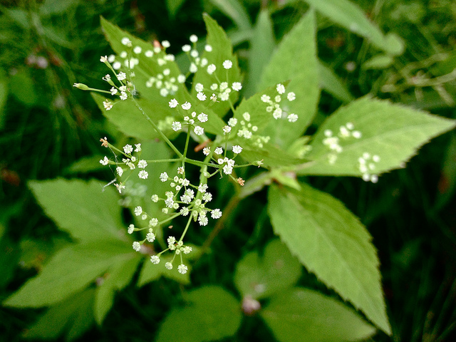Cryptotaenia canadensis (Cryptotaenia canadensis)