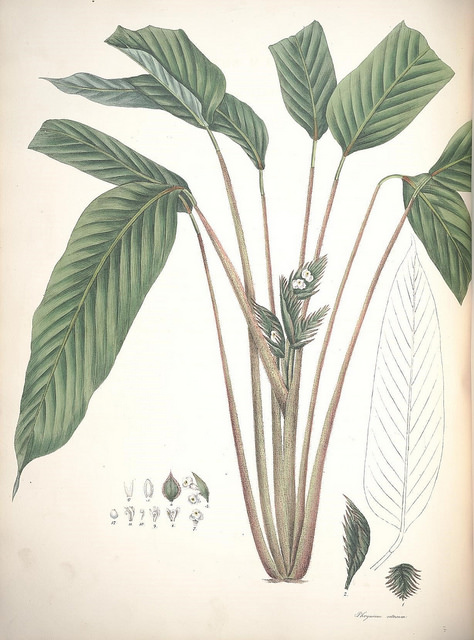Cténanthe setosa (Ctenanthe setosa)