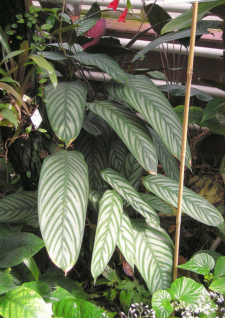 Cténanthe setosa