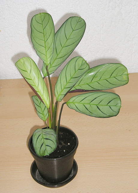 Cténanthe setosa
