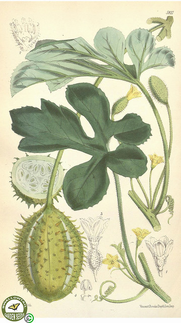 Concombre des antilles