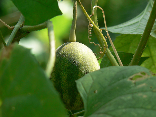 Melon