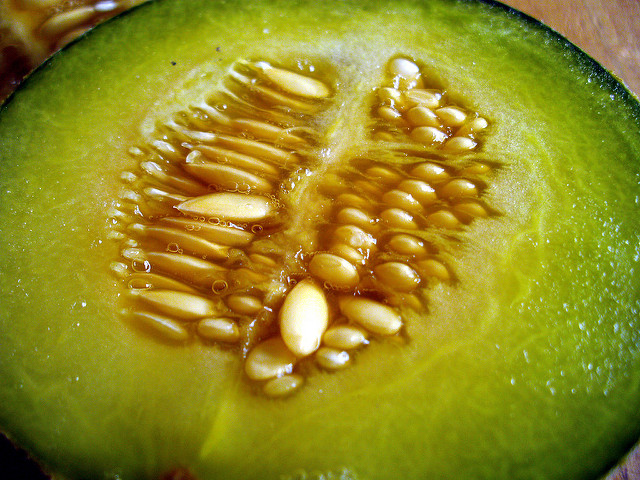 Melon (Cucumis melo)